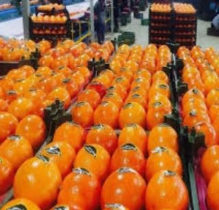 ساخت سردخانه در یاسوج