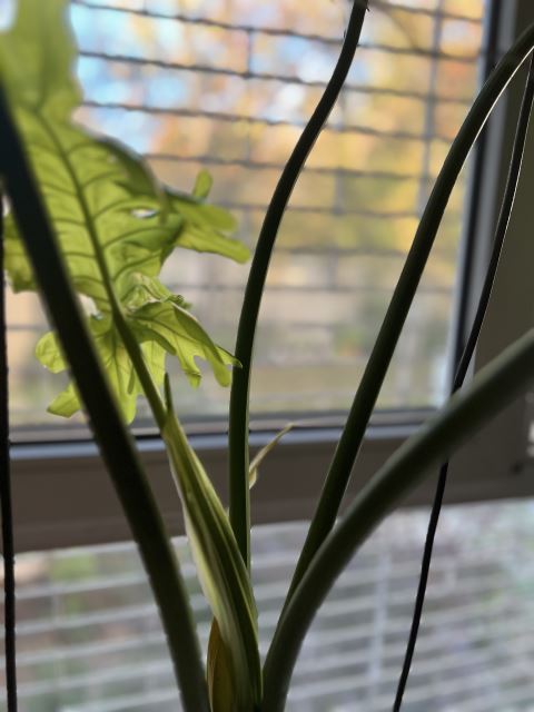 زیبایی رویش و سرسبزی تداعی بهبود اوضاع