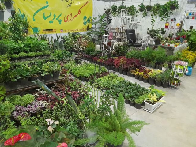 علیرضا سلطانی با آبخوان سرامیکی هوشمند و گل و گیاهان آپارتمانی و پیاز گل نرگس, خاک آدان