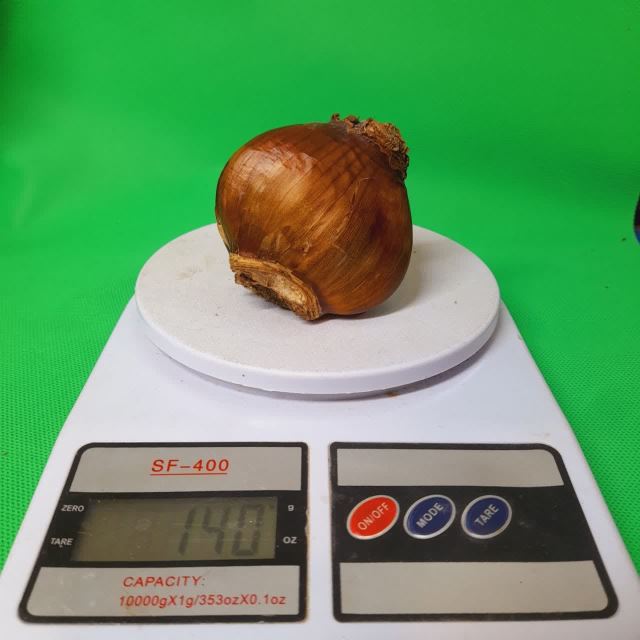 پیاز گل نرگس