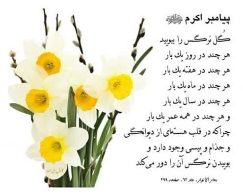 پیاز گل نرگس