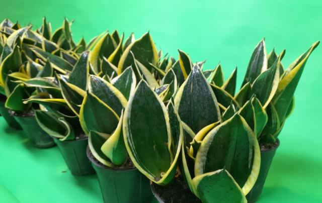 #سانسوریا بلک گلد پاکــوتاه . یک گیاه خاص و جذاب😎 قیمت این گیاه خــاص با کـلی بچه (پاجــوش) . فــقط 45 تومن 😍😍 . ❌ تعداد محدود❌ قیــمت رو هم میتـــونـید با خیال راحت مقایسه کیند🤷‍♂