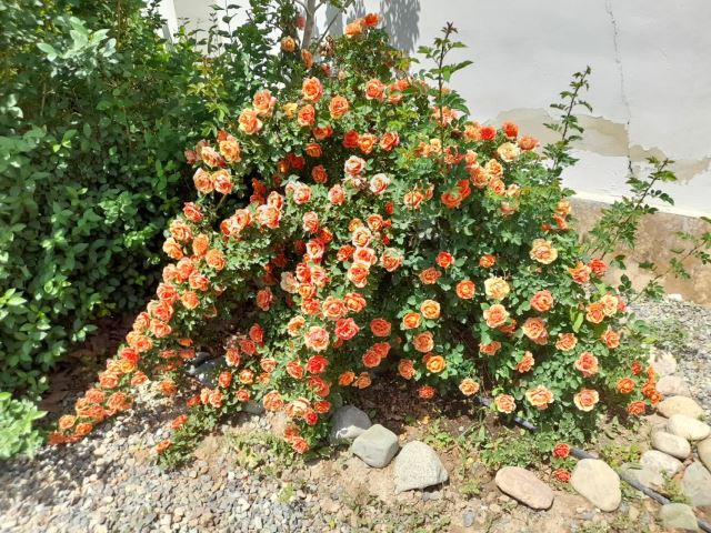 باغ انگلیسی