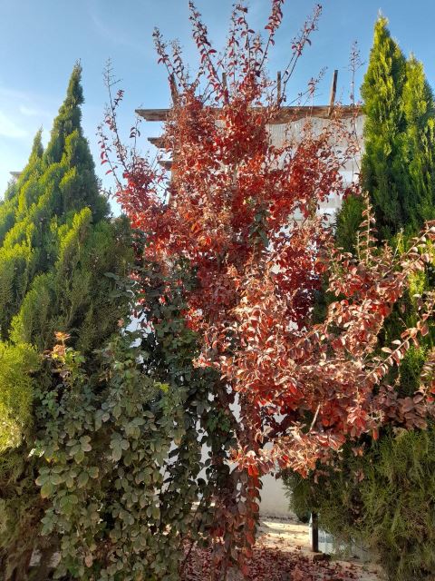 آبان جان عمارت ونوس