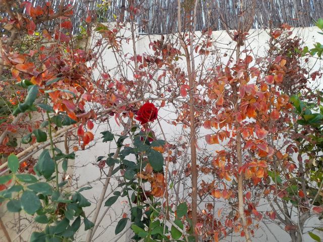 آبان جان عمارت ونوس