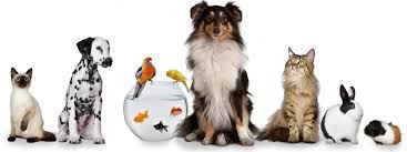 سرزمین حیوانات پرنس