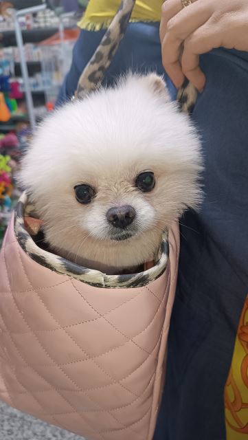 کیف حمل گربه و سگ