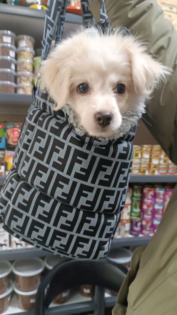 کیف حمل سگ و گربه