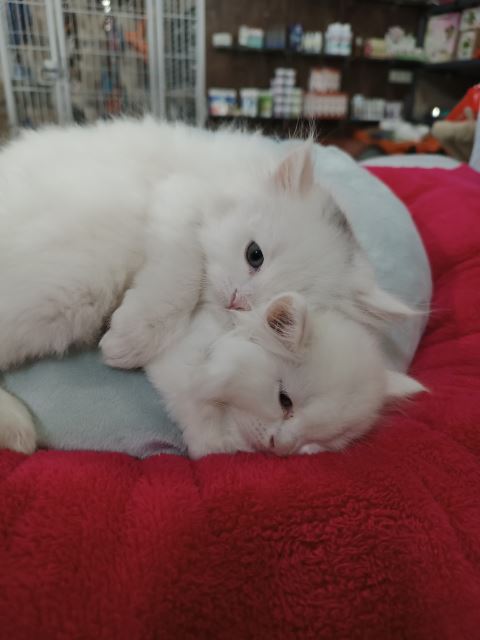 تشک سگ و گربه