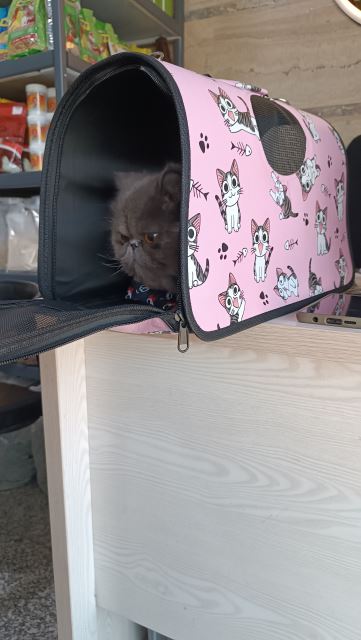 کیف حمل سگ و گربه