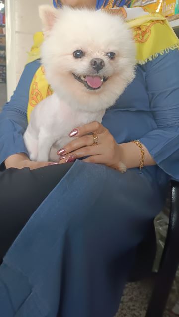 گرومینگ (اصلاح و شستشو)