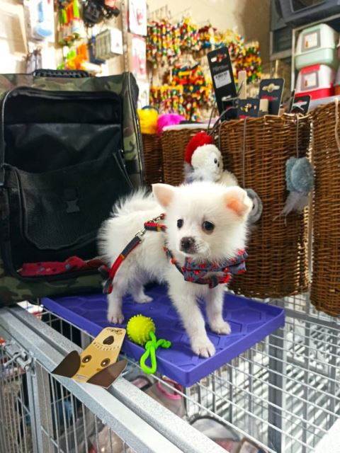 جان جانان برفی