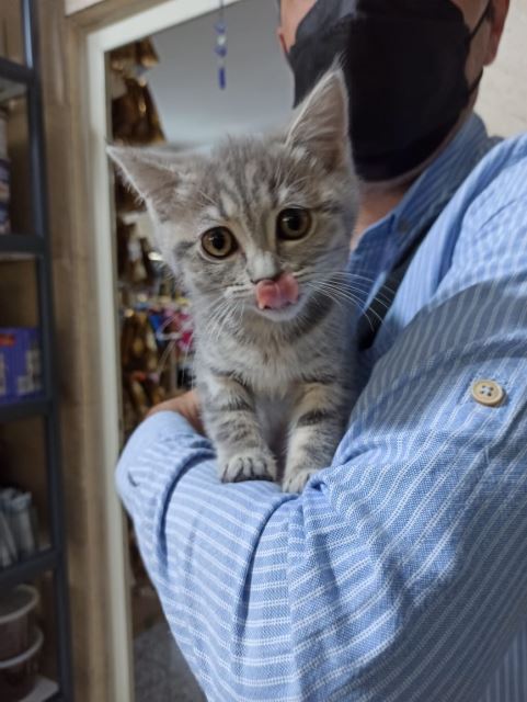 کیتن رویال کنین