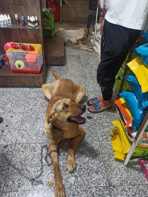 گرومینگ (اصلاح و شتشو )