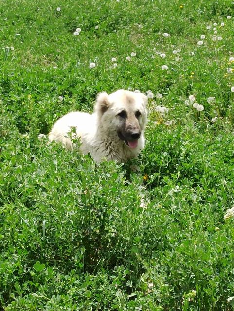 غذای خشک سگ voodoo