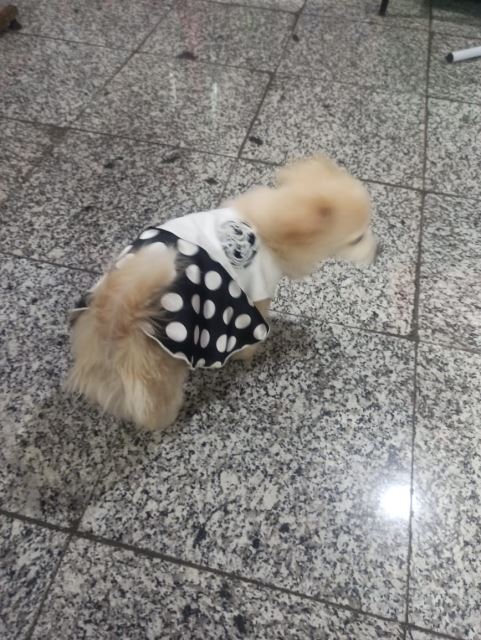 لباس و تشویقی سگ