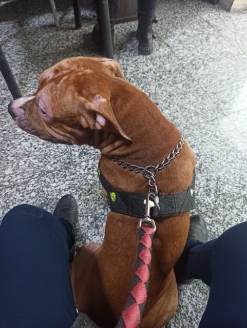 مک با قلب طلایی