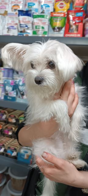 پوچ, ووم و کنسرو سگ