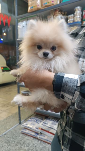 قطره آموزش ادرار سگ