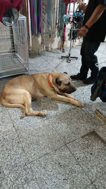 غذا و قلاده مخصوص سگ های بسیار بزرگ