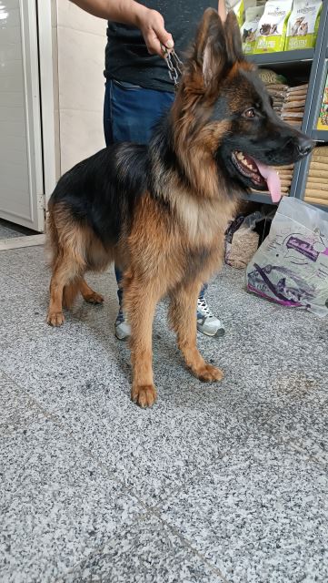 غذای خشک سگ رویال کنین