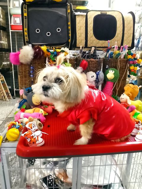 غذای خشک رویال کنین