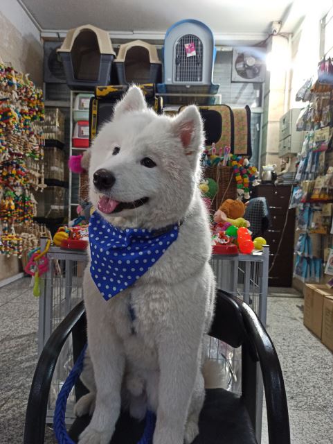 ست لیش و قلاده مدل دستمال گردن