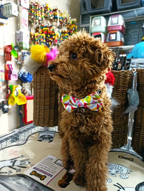 تشویقی سگ ومپی