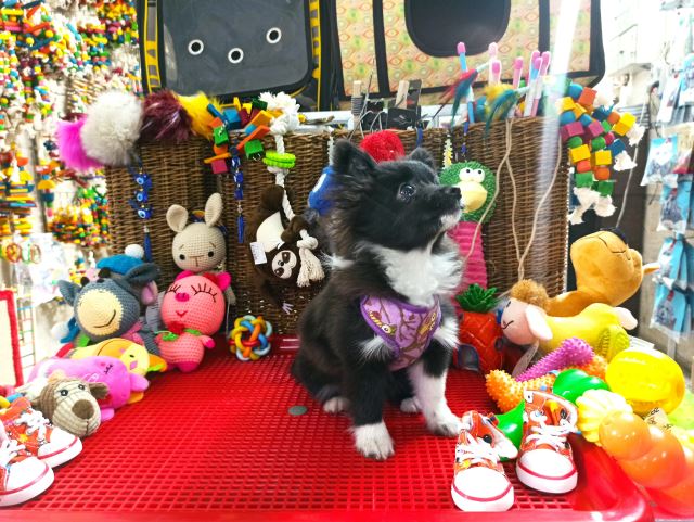 مولتی ویتامین سگ