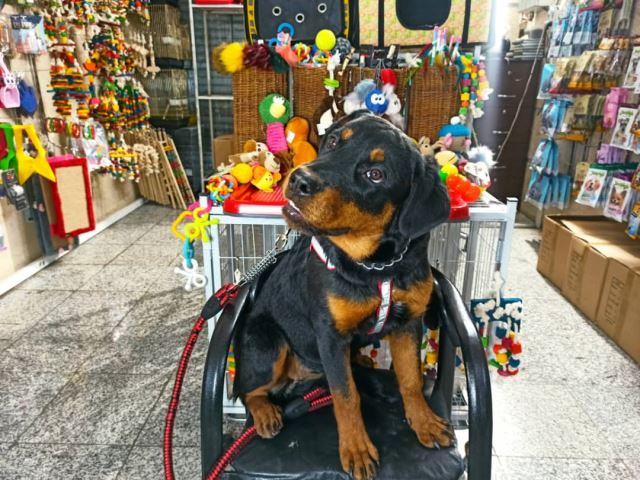 نژاد سگ روتوایلر زیبا