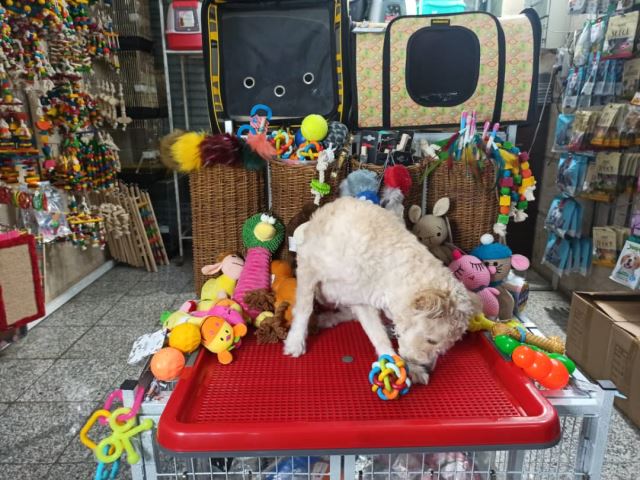 غذای خشک رویال کنین