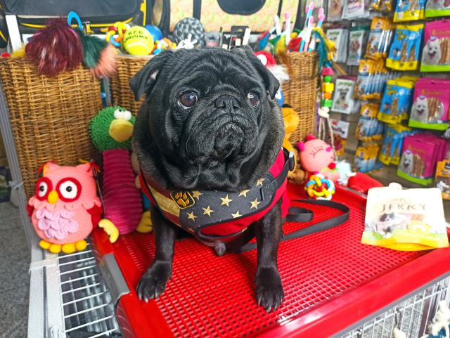 غذای سگ رویال کنین