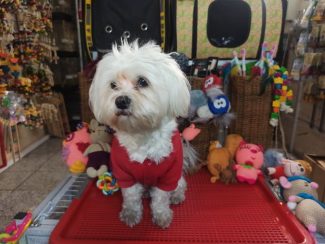 برس و ناخونگیر سگ