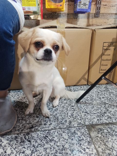 غذای سگ هپی داگ