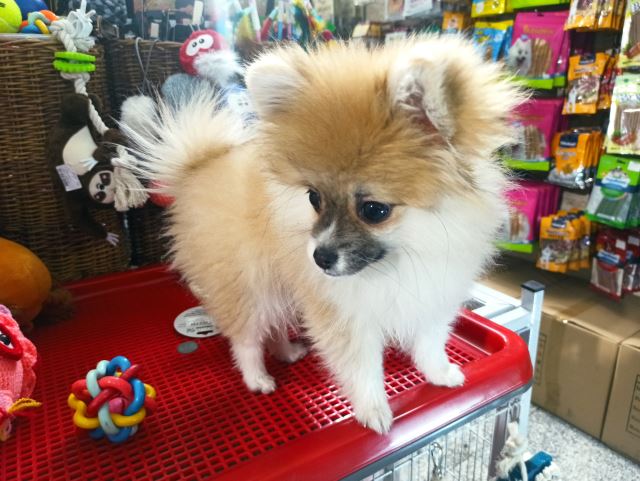 مولتی ویتامین پاپی یوروپت