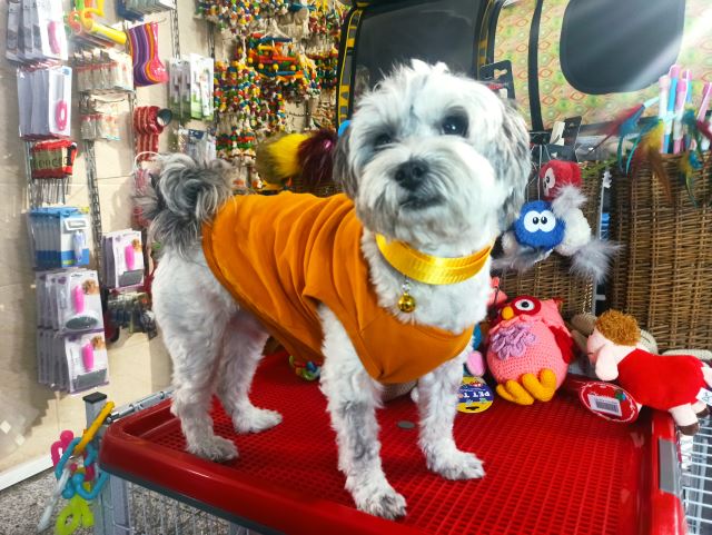 قلاده ضد کک و کنه