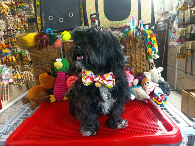 خمیر دندان سگ