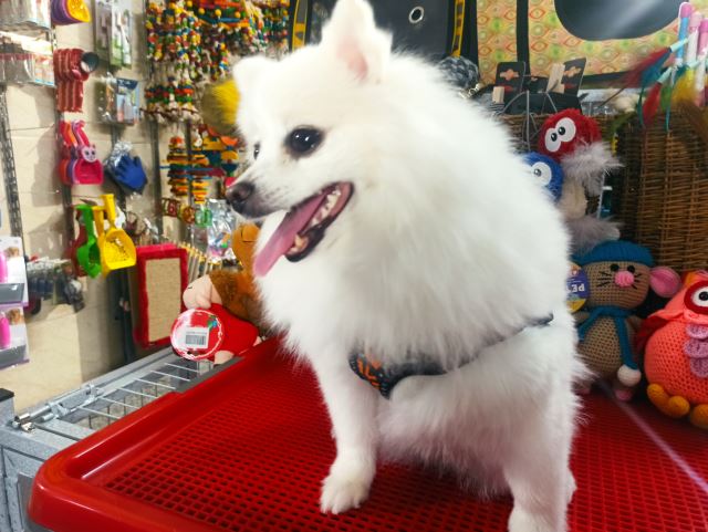 قلاده تنی سگ