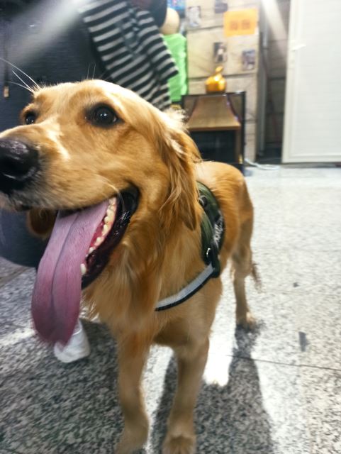 شامپو مخصوص سگ