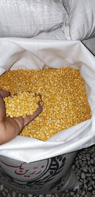 دانه رویان سپاهان