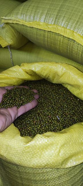 دانه رویان سپاهان