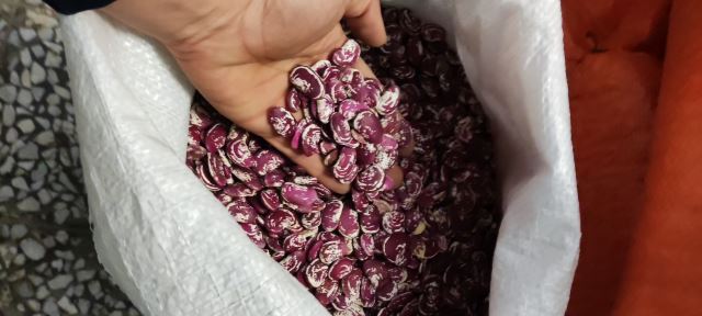 دانه رویان سپاهان