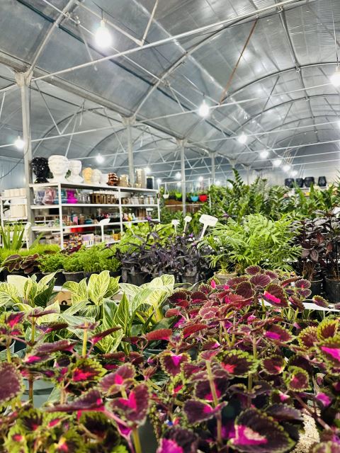 گلسرای نازگل 