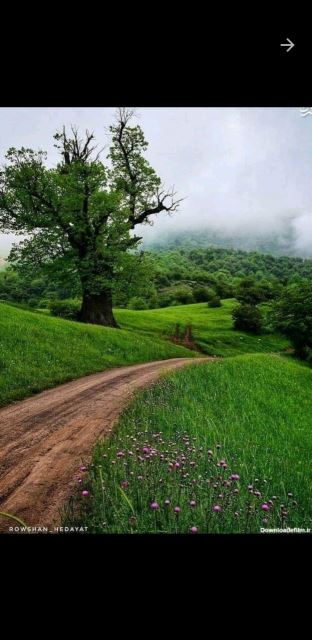 نرگس سلطانی