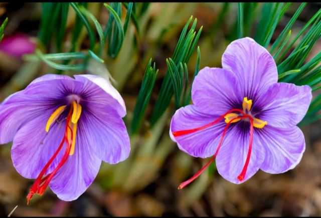 زعفران نصرت