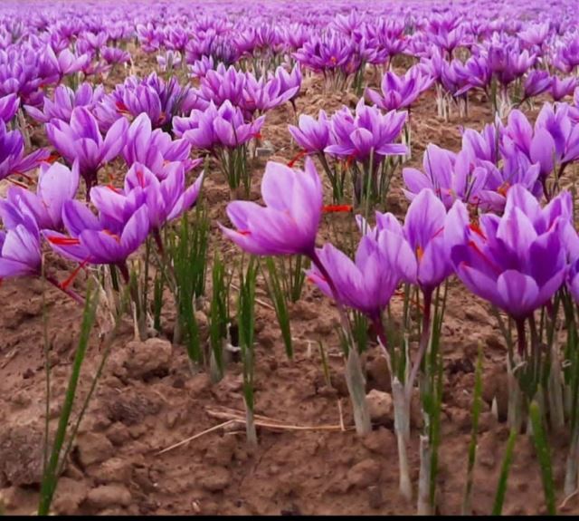 زعفران نصرت