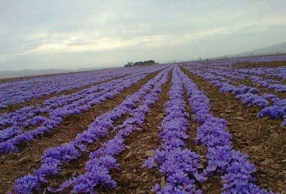 زعفران نصرت