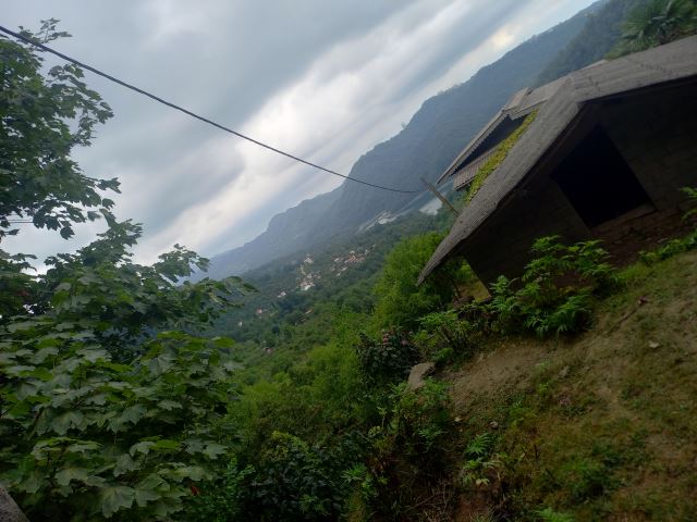 جنگل دالیخانی رامسر