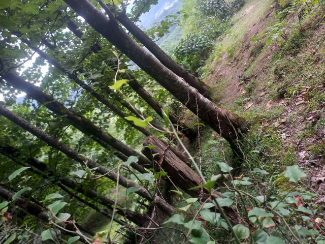 جنگل دالیخانی رامسر