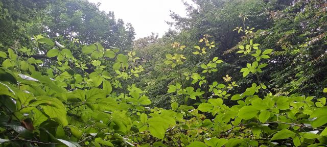 جنگل دالیخانی رامسر